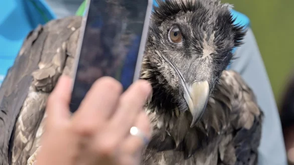 Auswilderung - &copy; Foto: Peter Kneffel/dpa