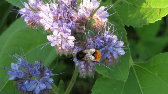 Viele Bl&uuml;hstreifen im Kreis Lippe: Die Nektar- und pollenreichen Bl&uuml;ten werden von Bienen und Co. besucht. - &copy; Westf&auml;lisch&ndash;Lippischer Landwirtschaftsverband