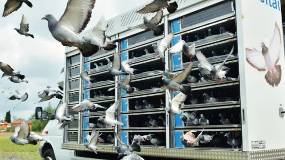 In einem speziellen Transporter werden die Brieftauben zu den Wettk&auml;mpfen gefahren. - &copy; Verband Deutscher Brieftauben