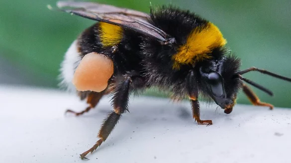 Hummel auf Nahrungssuche - &copy; Foto: Patrick Pleul/dpa
