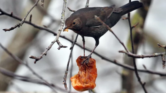 Amsel - &copy; Foto: Karl-Josef Hildenbrand/dpa