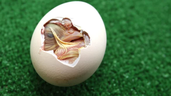 So gro&szlig;e L&ouml;cher braucht es nicht. Wissenschaftler haben eine Methode entwickelt, um m&auml;nnliche K&uuml;ken innerhalb der ersten sechs Tage identifizieren zu k&ouml;nnen. - &copy; Vera Gerstendorf Welle