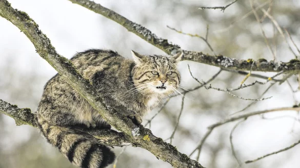 Momentaufnahme: Wildkatzen sind &auml;u&szlig;erst scheu, weshalb Menschen sie im Wald nur selten zu Gesicht bekommen. - &copy; Foto: epd