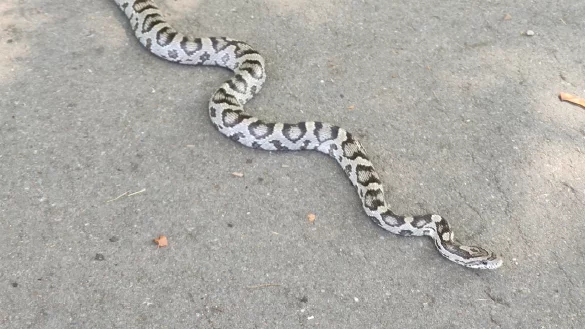 Bei dem am Schulzentrum Aspe gesichteten Tier handelt es sich wohl um eine Kornnatter. - &copy; Claudia Schlothauer