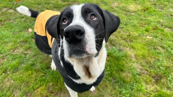 Ozzy sucht dringend ein neues Zuhause, in dem er zur Ruhe kommen kann. - &copy; Tierheim Detmold