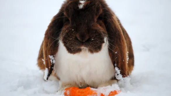 Kaninchen im Schnee - &copy; Foto: Jennifer Jahns/dpa-tmn