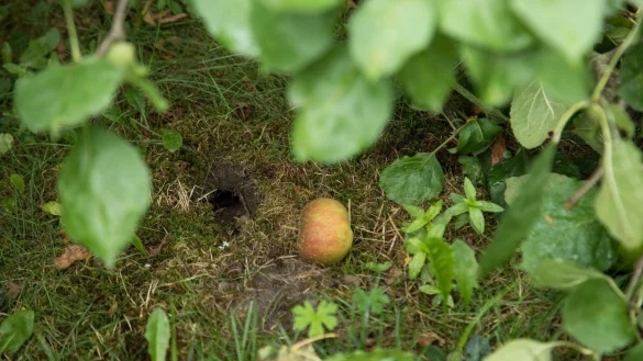 Loch einer W&uuml;hlmaus im Garten - &copy; Foto: Christin Klose/dpa-tmn