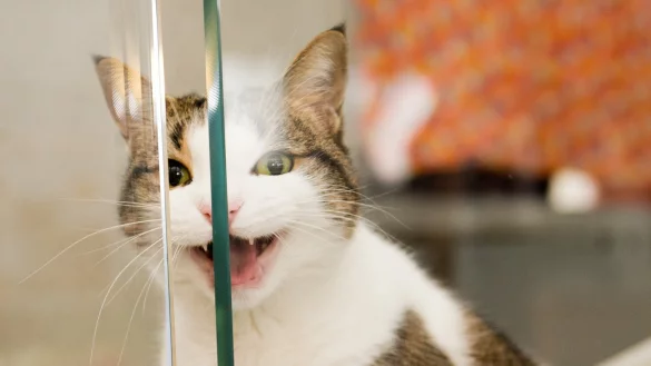 Warum Katzen dauernd miauen - &copy; Foto: Inga Kjer