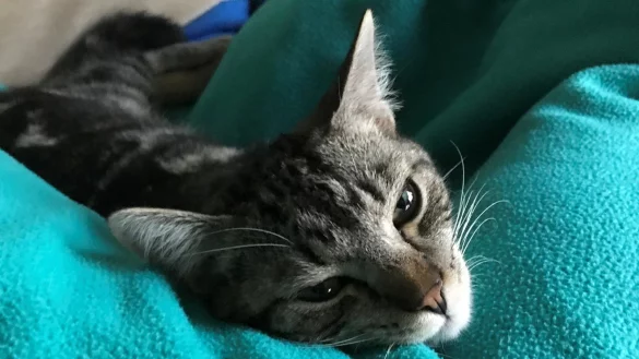 Kater Sammy ist gesund, doch auch Katzen k&ouml;nnen sich dem Coronavirus infizieren. - &copy; Carolin Nieder-Entgelmeier