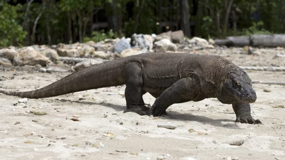 Komodowaran - &copy; Foto: Made Nagi/EPA