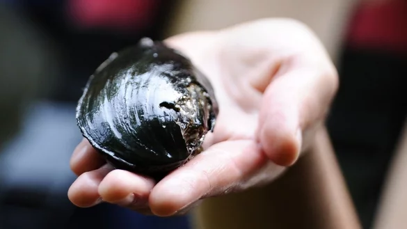 Muschel - &copy; Foto: Angelika Warmuth