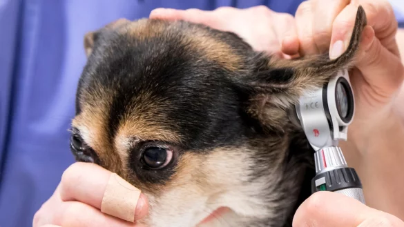 Hund beim Tierarzt - &copy; Foto: Florian Schuh