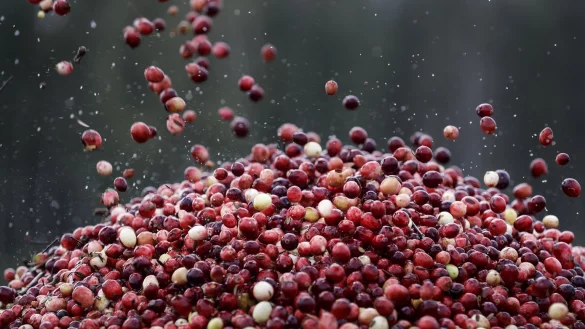 Cranberry-Ernte - &copy; Foto: Sergei Grits/AP/dpa