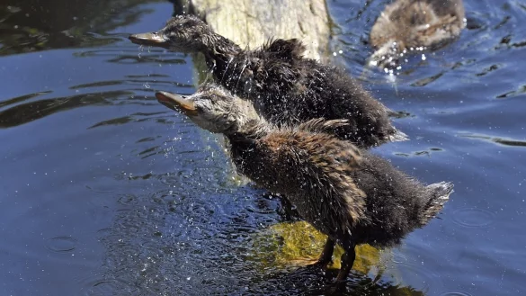 Entenk&uuml;ken - &copy; Foto: --/Ukrinform/dpa