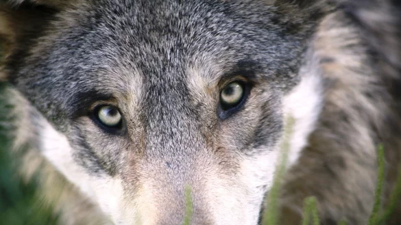 - &copy; Symbolbild: Pixabay