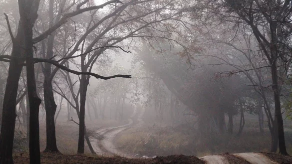 Auf einem Feldweg bei Barntrup hielten die Männer 1967 an, um die 15-Jährige im Auto zu vergewaltigen. Doch das Mädchen setzte sich zur Wehr. - © Pixabay