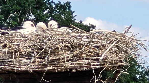 Die drei St&ouml;rche sind mittlerweile fl&uuml;gge. Im Nest, das Klaus Avenhausen gebaut hat, sind sie wohlbeh&uuml;tet gro&szlig; geworden. - &copy; Astrid Sewing