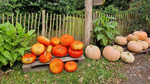 Ein Foto vom j&auml;hrlichen Ausflug zu den K&uuml;rbissen schickte Marion Sperber-Rozanski. - &copy; Marion Sperber-Rozanski