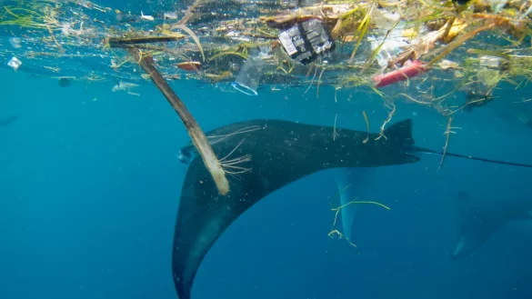 Mikroplastik im Meer - &copy; Foto: dpa