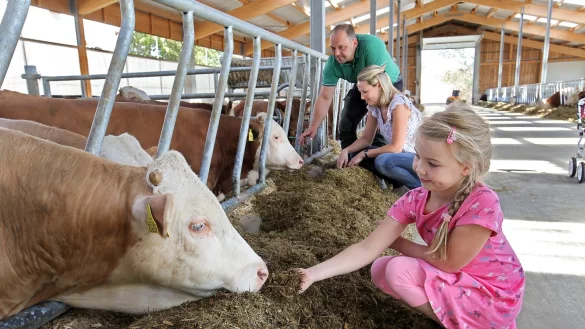 Marie Schlue f&uuml;ttert ein junges Simmentaler Rind mit etwas Silagemix. Ihre Eltern Martin und Lisa sind mit in den gro&szlig;en, luftigen Stall gekommen, der in diesem Jahr fertig geworden ist. - &copy; Bernhard Preu&szlig;
