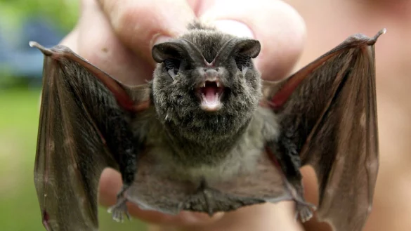 Fledermaus - &copy; Foto: Stefan Thomas