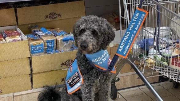 Fix ist in voller Montur bei der Arbeit. Das h&auml;tte den Mitarbeitern im Discounter eigentlich reichen m&uuml;ssen, aber Trainerin Silvia Dober und ihre Klientin hatten auch die notwendigen Papiere dabei. - &copy; Sylvia Dober