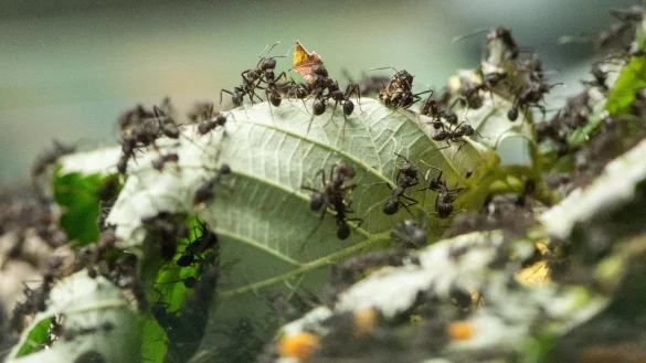 Ameisen - &copy; Foto: Andrea Warnecke