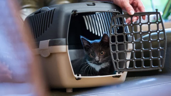 Katze in Transportbox - &copy; Foto: Christin Klose/dpa-tmn