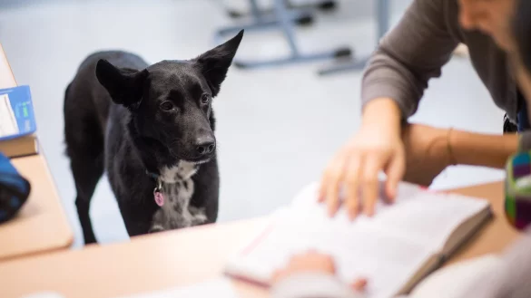 Schulhundprojekt in T&uuml;bingen - &copy; Foto: Sebastian Gollnow/dpa