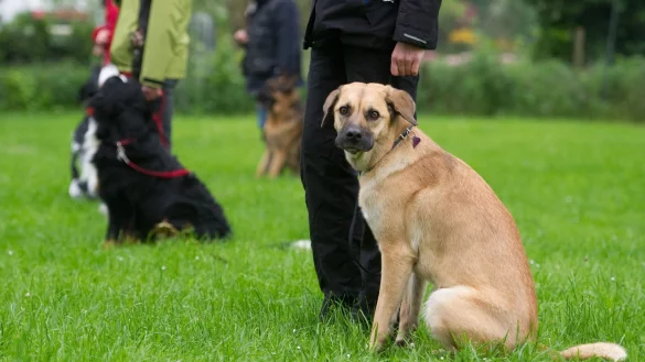 Hunde und Halter - &copy; Foto: dpa