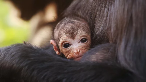 Klammeraffen-Nachwuchs - &copy; Foto: Joe Pepler/Chessington World Of /PA Media/dpa