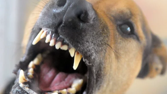 Bissiger Hund - &copy; Foto: Soeren Stache/dpa-Zentralbild/dpa-tmn