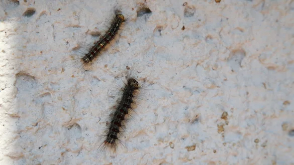 Schwammspinner - &copy; Foto: Bodo Schackow