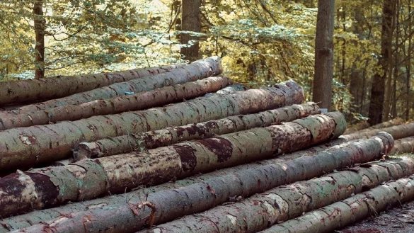 Erhebliche Sch&auml;den zeigt der Fichtenbestand im Blomberger Wald. - &copy; Symbolbild: Pixabay