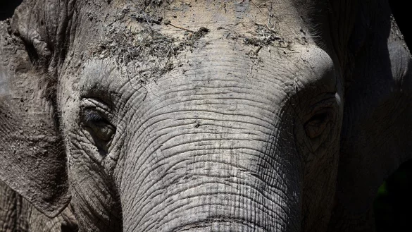 - &copy; Karl-Josef Hildenbrand/dpa