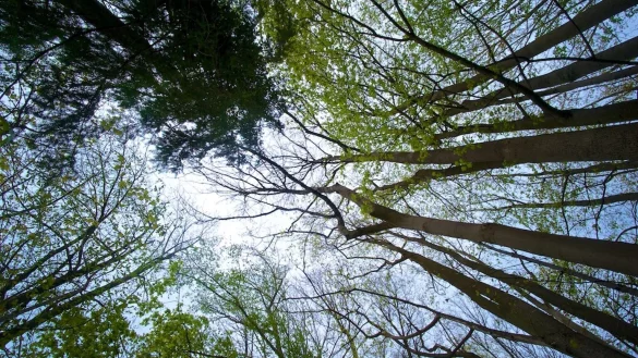 Wald - &copy; Foto: Carsten Hoefer/dpa