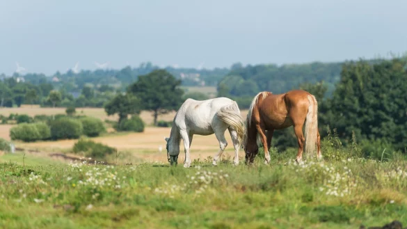 Auch Pferden wird es zu hei&szlig; - &copy; Foto: Benjamin Nolte