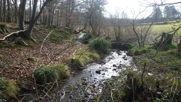 Kleinere Gewässer wie die Salze in Vlotho sind wegen der anhaltenden Trockenheit von Niedrigwasser bedroht. - © Kreis Herford