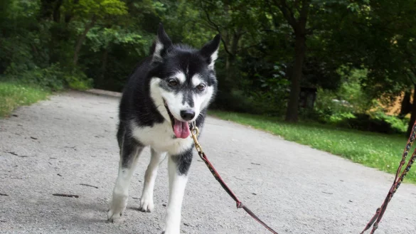 Hund mit Demenz - &copy; Foto: Florian Schuh/dpa-tmn