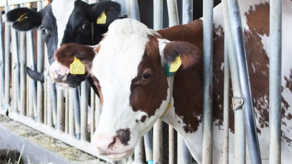 100 Kühe besitzt Cord-Friedrich Delker in Brake: Die geben zwar ordentlich Milch, aber der Landwirt macht trotzdem je Liter rund 13 Cent Verlust. - © Axel Bürger