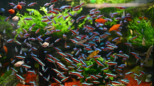 Aquarium - &copy; Foto: Caroline Seidel/dpa-tmn