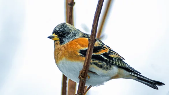 Hoch in den Baumkronen fallen besonders die orange Brust und der weiße Bauch des Bergfinken auf. - © Rüdiger Haase