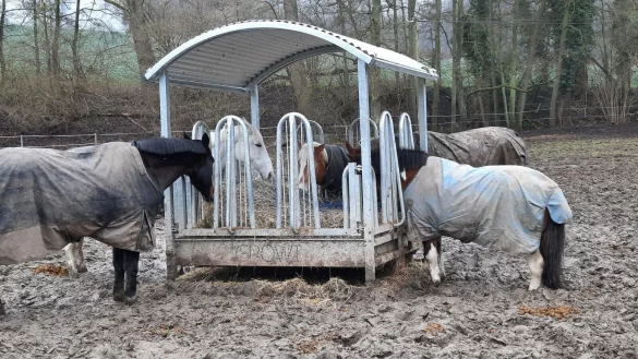 Die Pferde am Gut Steinbeck stehen aktuell tief im Schlamm. Schlimm ist das aber nicht, sagt die Besitzerin der Gutes, Melanie Meiners. - &copy; LZ