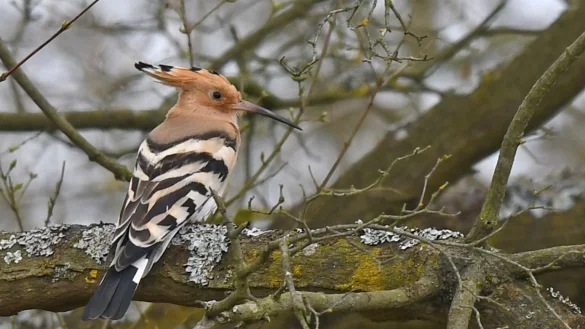 Wiedehopf - &copy; Foto: Peter Zschunke/dpa-Zentralbild/dpa