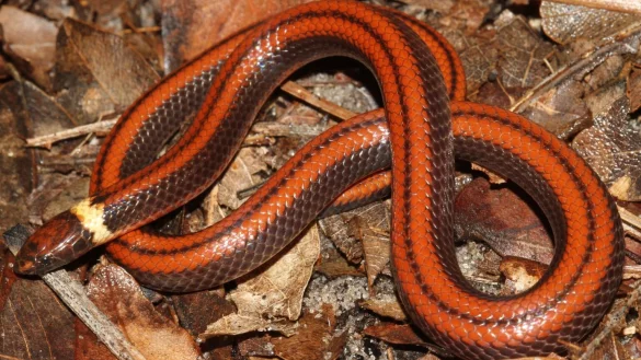 Phalotris shawnella - &copy; Foto: Jean-Paul Brouard/Para La Tierra/dpa