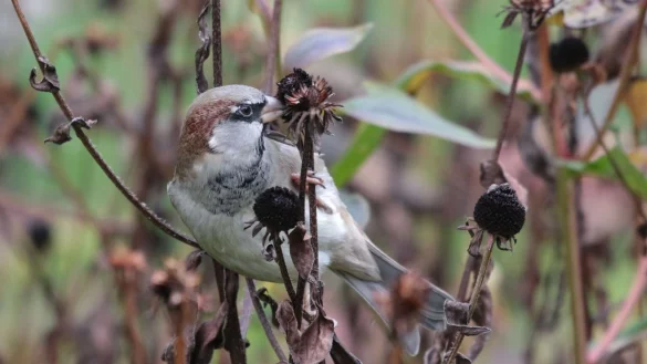 Haussperling - &copy; Foto: Corey T. Callaghan/dpa
