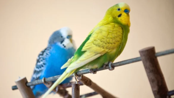 Wellensittiche - &copy; Foto: Andrea Warnecke