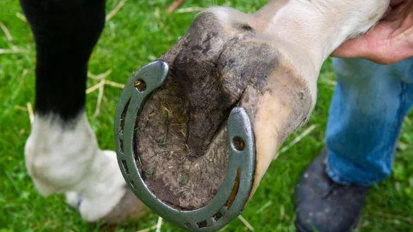 Hufeisen - &copy; Foto: Patrick Pleul