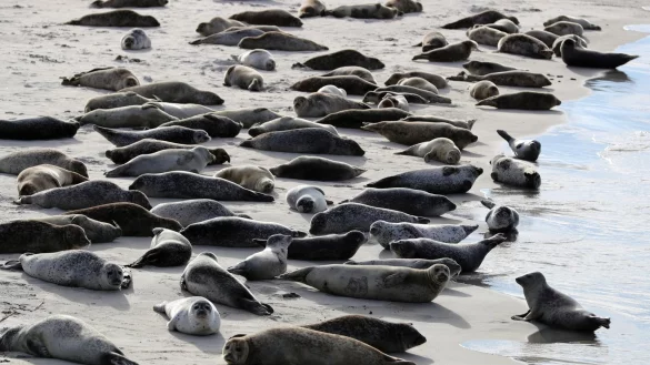 Seehunde - &copy; Foto: Christian Charisius/dpa