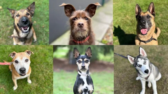Diese sechs Fellschn&auml;uzchen und viele weitere Hunde im Bielefelder Tierheim suchen aktuell ein Zuhause. - &copy; Tierschutzverein Bielefeld